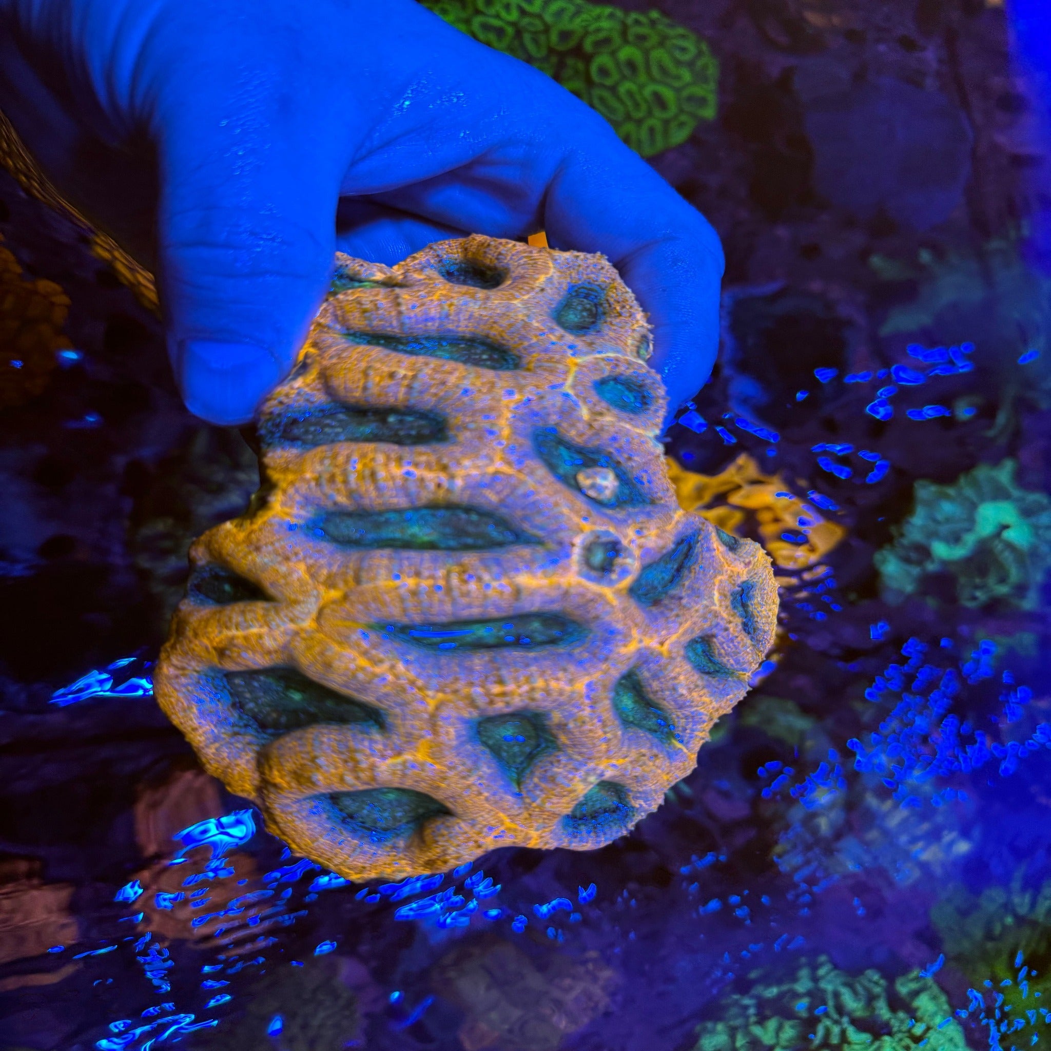 Orange Bomb Acanthastrea Bowerbanki - Aqua Group