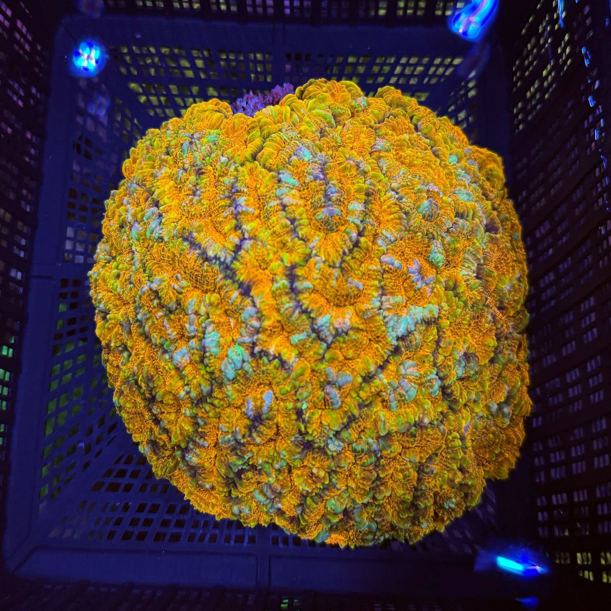 Rainbow Willsoni - Aqua Group