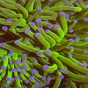 Blue tip torch (1 Polyp)