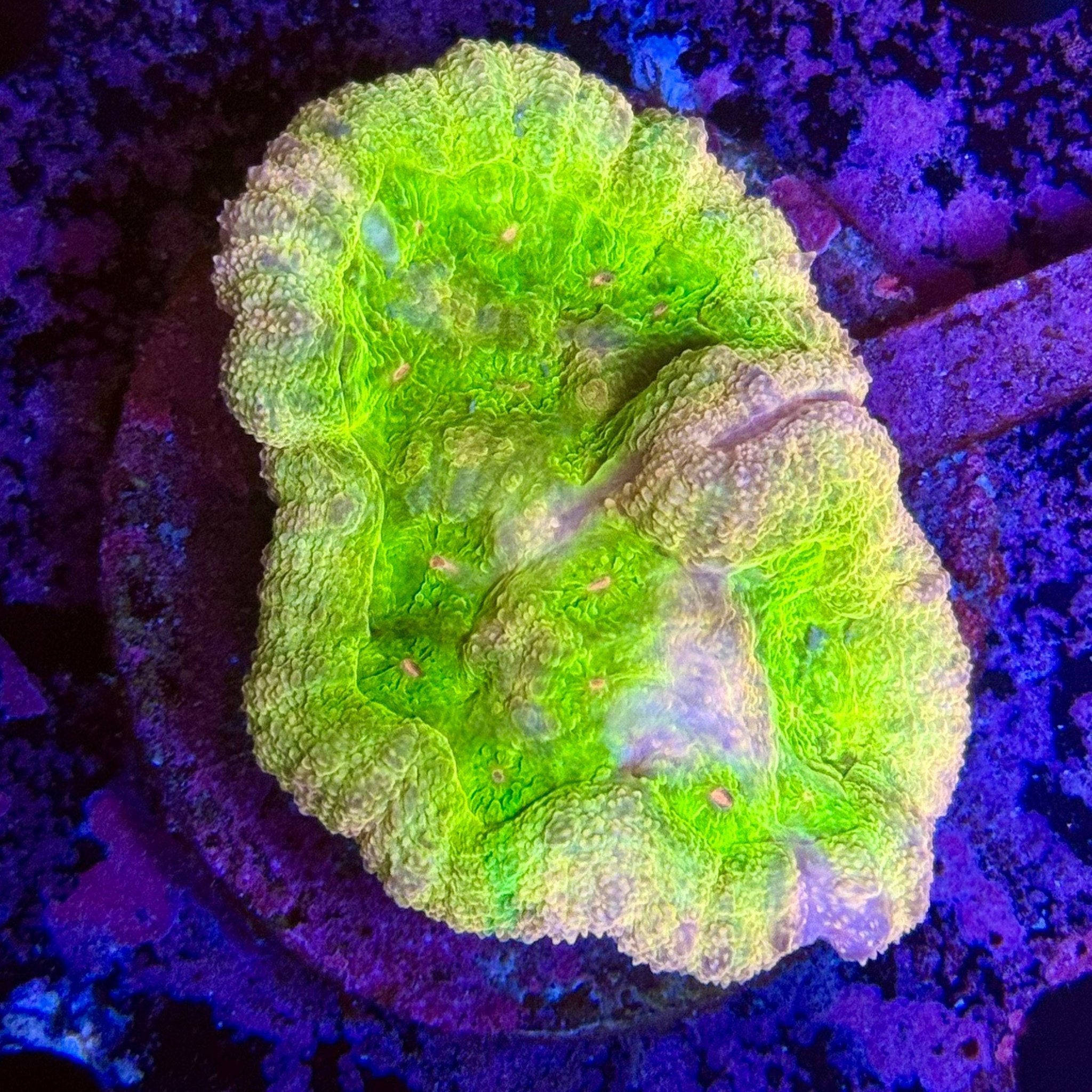 Toxic Pastel Symphyllia