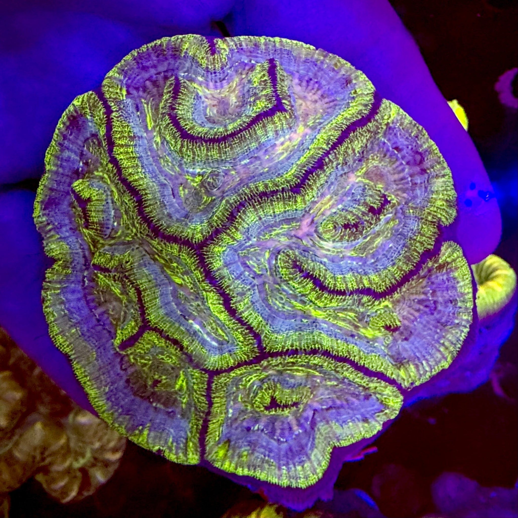 Purple and Green wilsoni