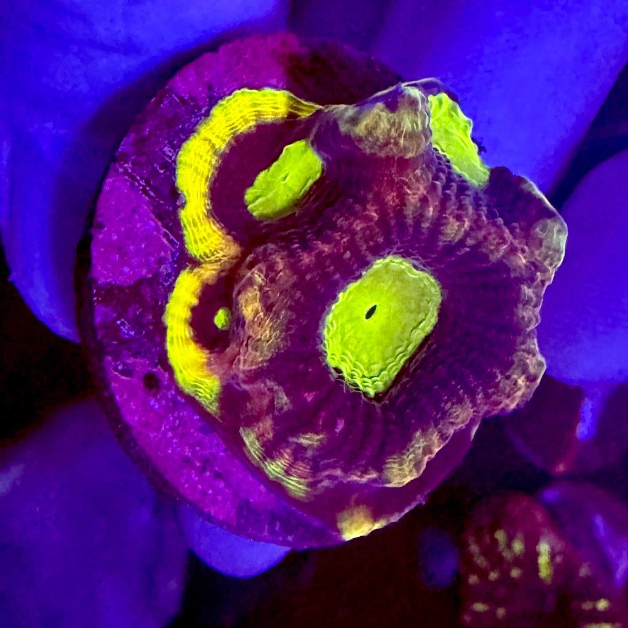 Dragon Soul Favia Frag