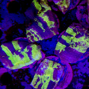 AG Mean streak Chalice Frag