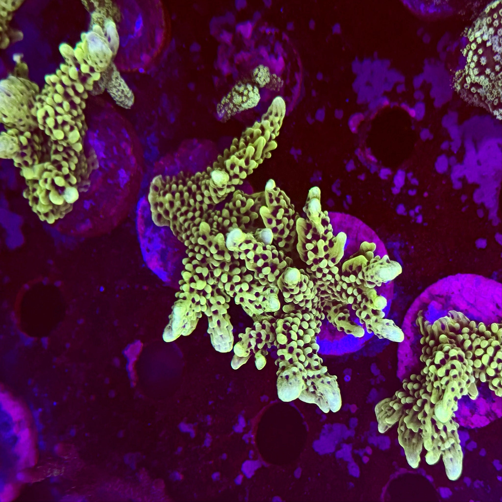 Montipora Denae Frag