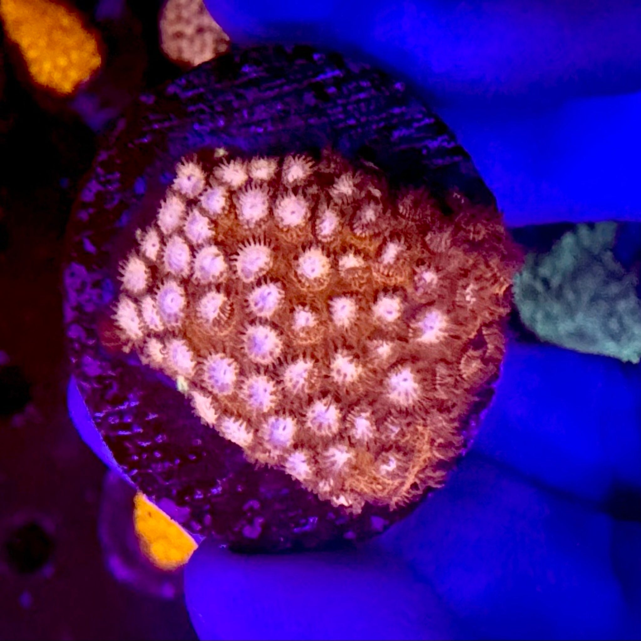 Peppermint Cyphastrea Frag