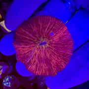 Flaming Flamingo Fungia