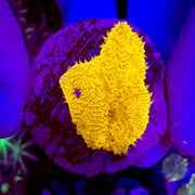 Orange Psammacora Frag