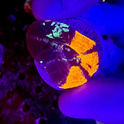 Cultured War Paint Scolymia Australis