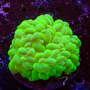 XL Toxic Green Bubble Coral