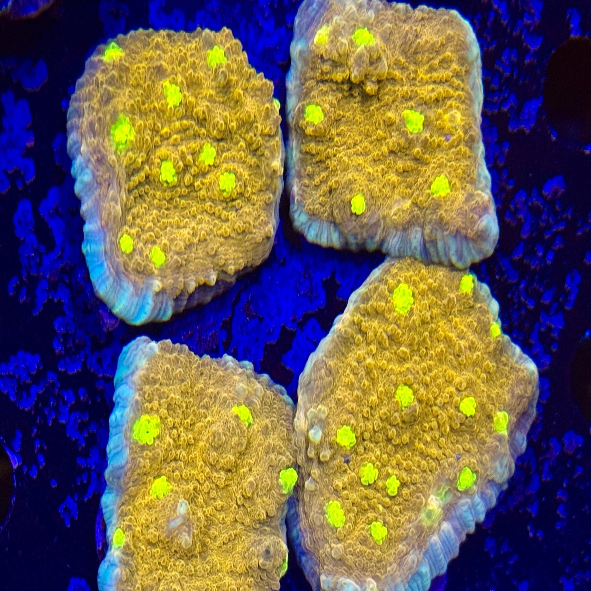 Golden Eye Chalice Frag