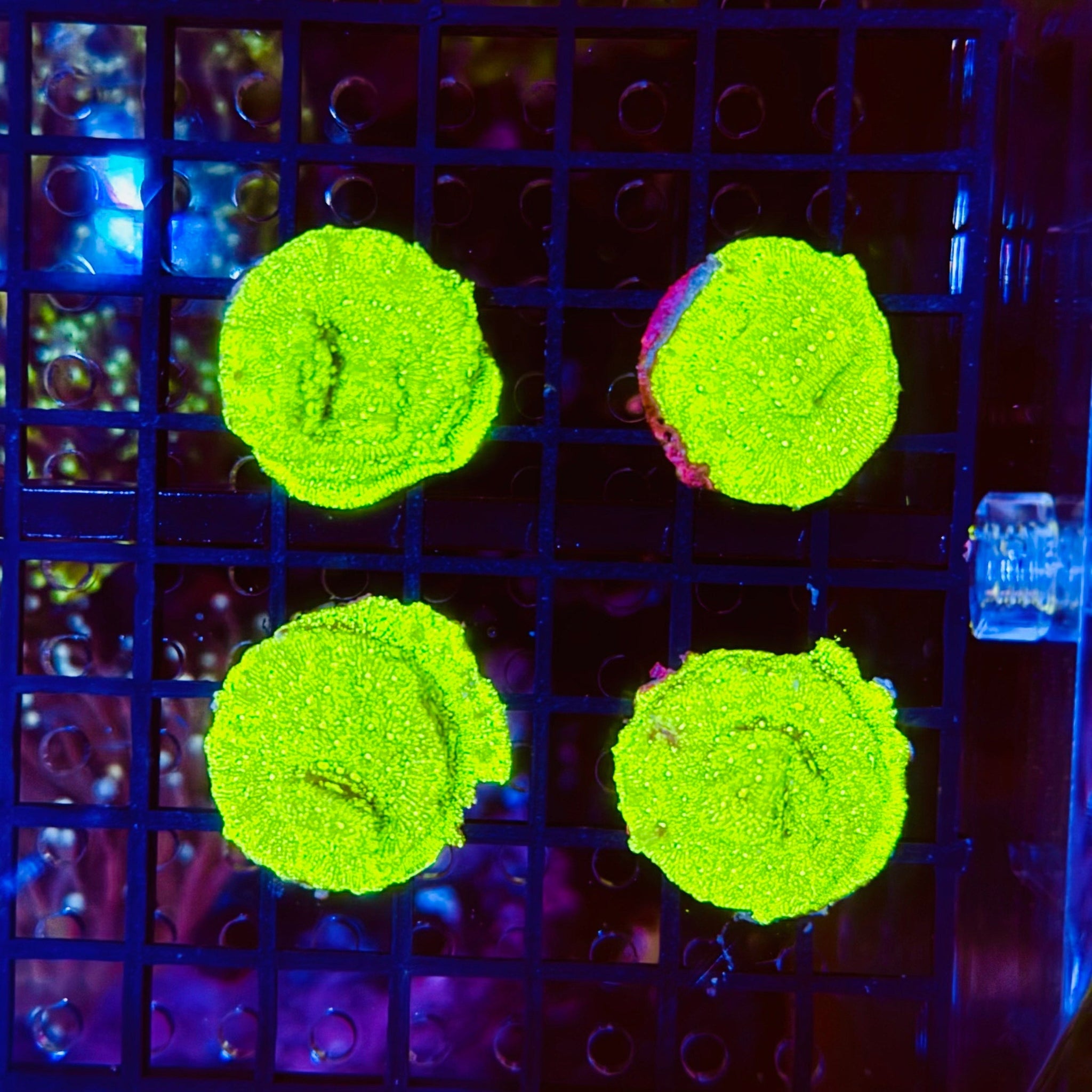 Oil Slick Leptoseris Frag