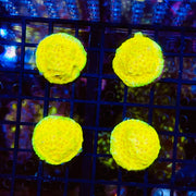 Lemon & Lime Psammacora Frag.