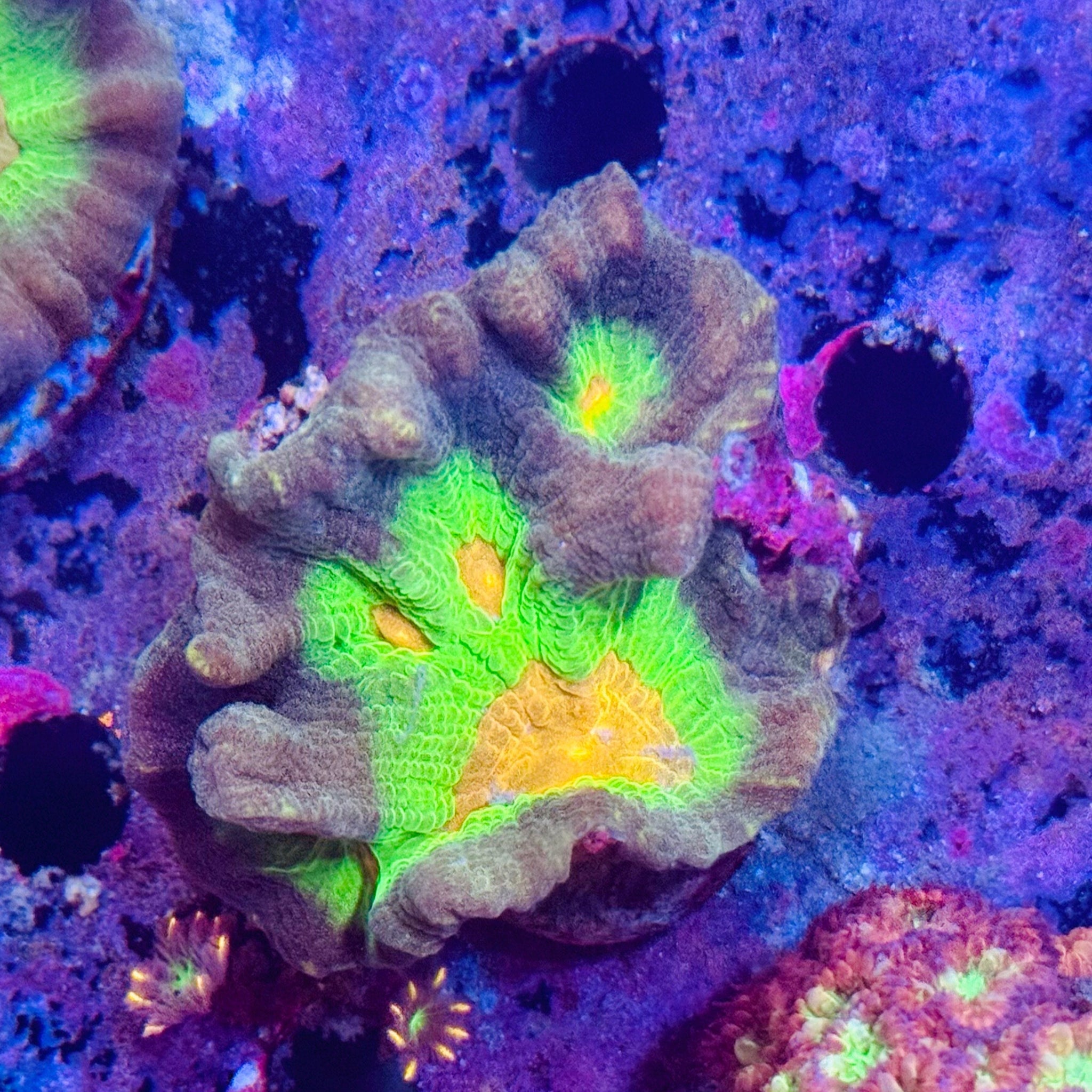Pectinia rainbow Frag