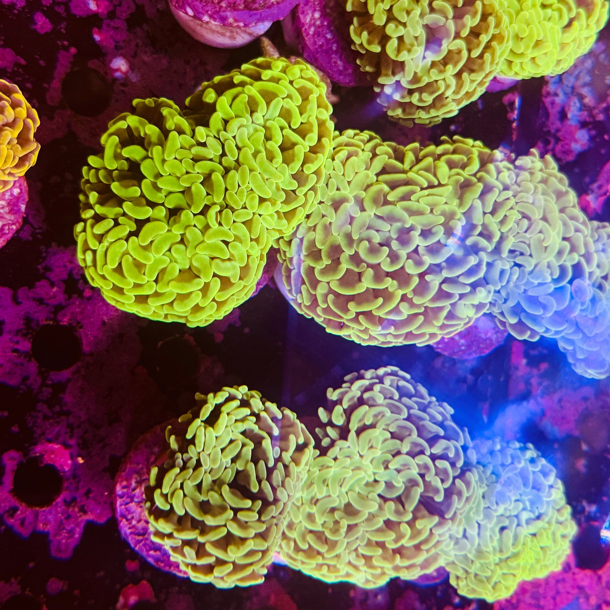 Australian Fluoro Green Branching Hammer