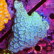 Blue/ Green Acanthastrea Micromoussa Colony