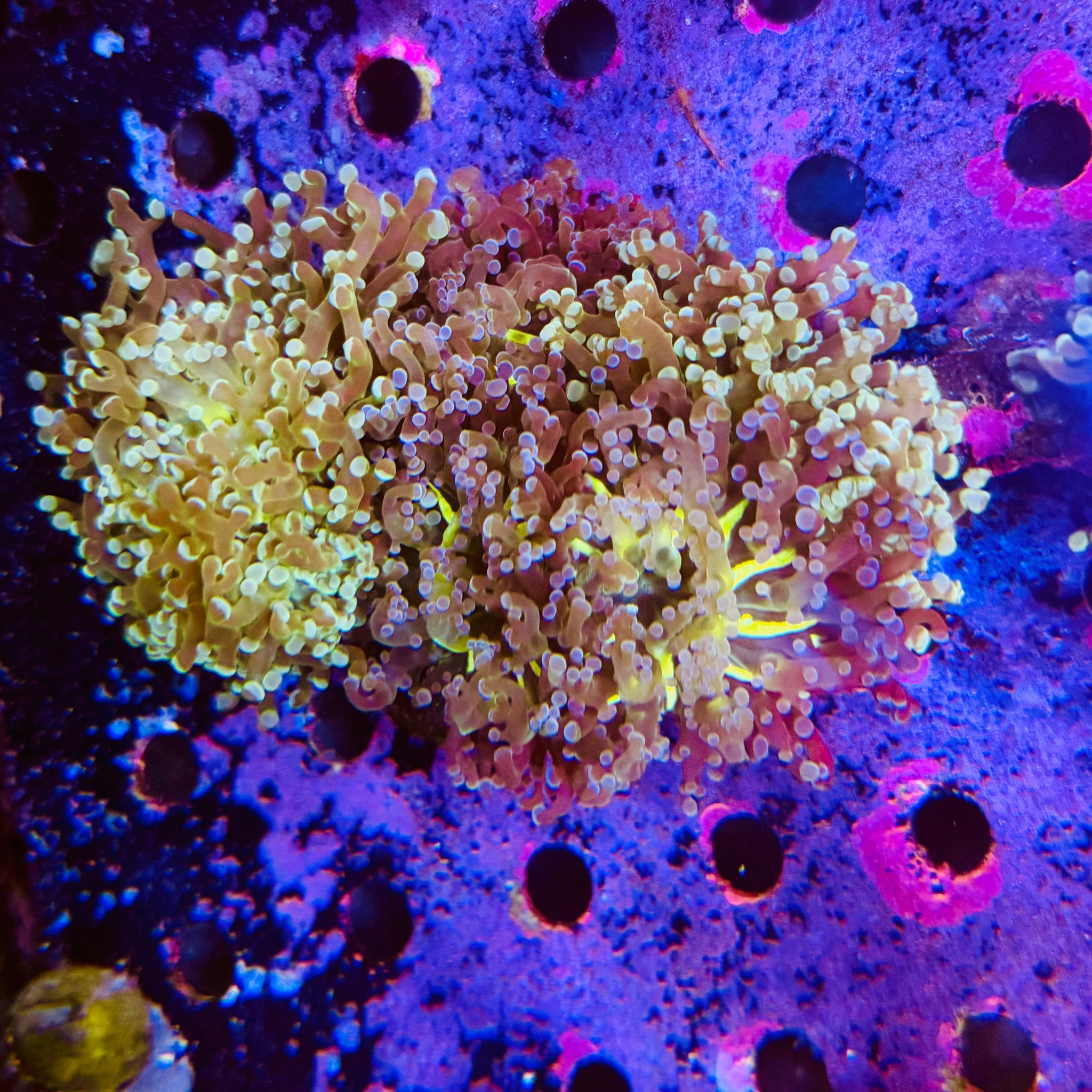 Gold Stem Frogspawn (1 polyp)