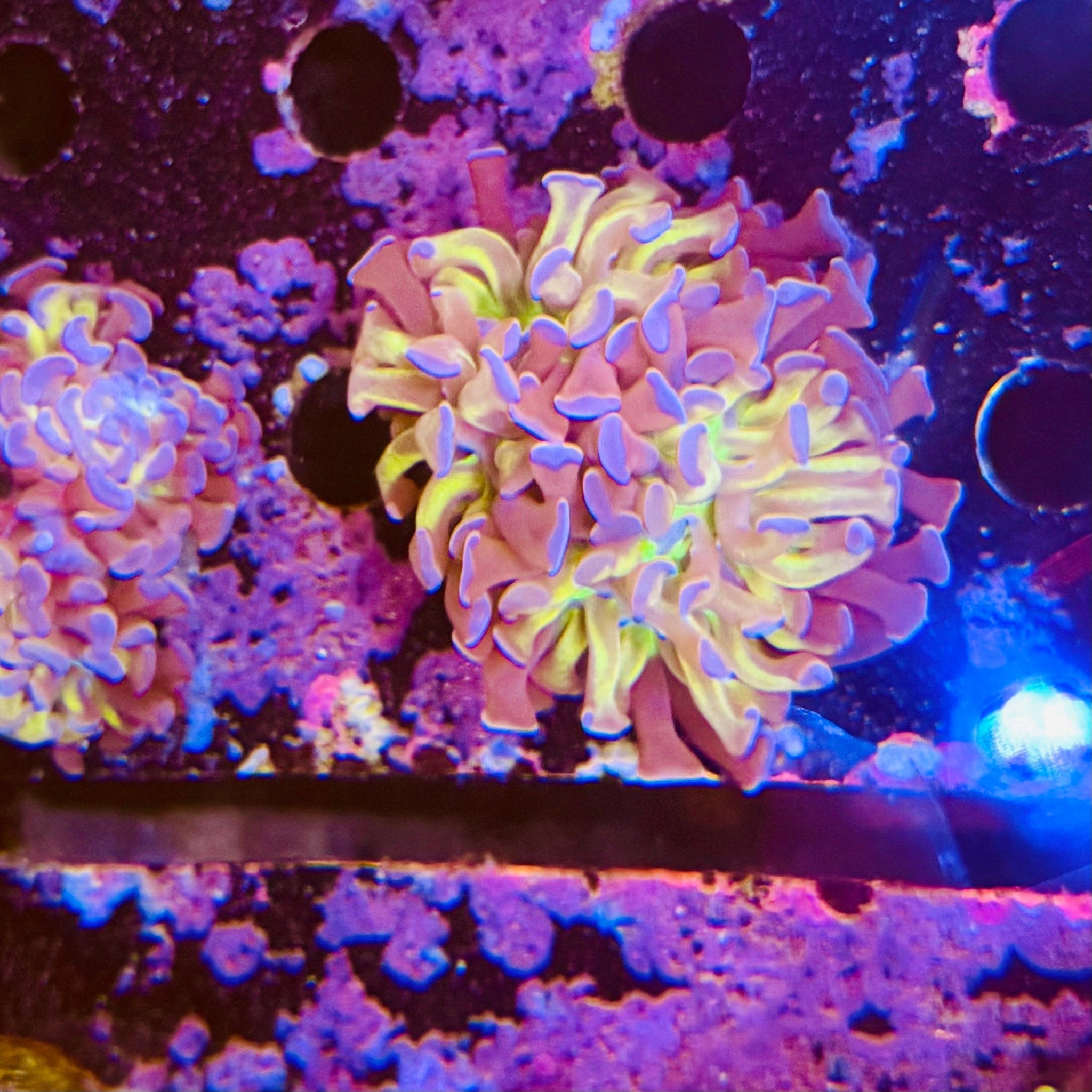 Gold Stem Branching Hammer (1polyp)