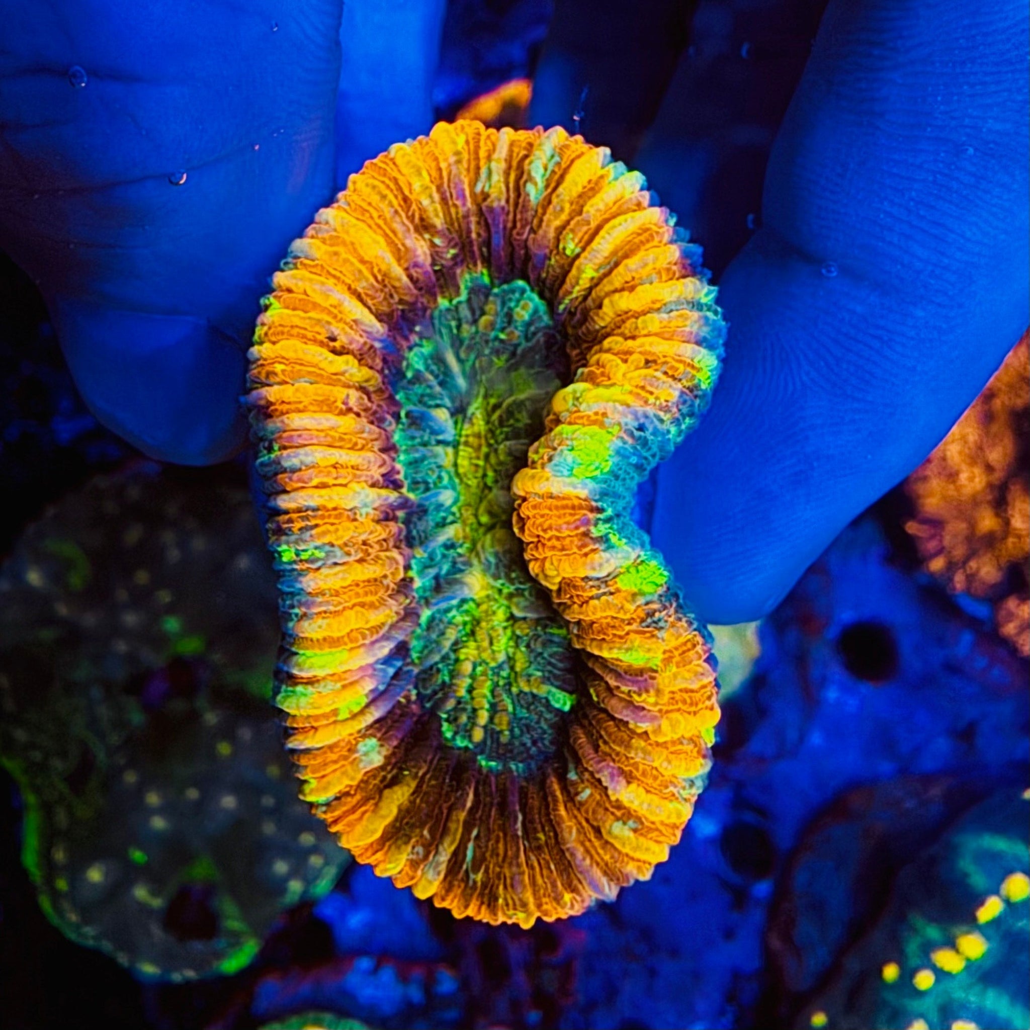 Candy Apple Trachyphyllia - #3