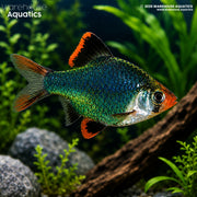 Jade Green Tiger Barb - Puntigrus tetrazona