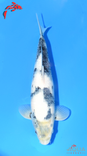 Shiro Utsuri - Okawa - Tosai - Certificated #06