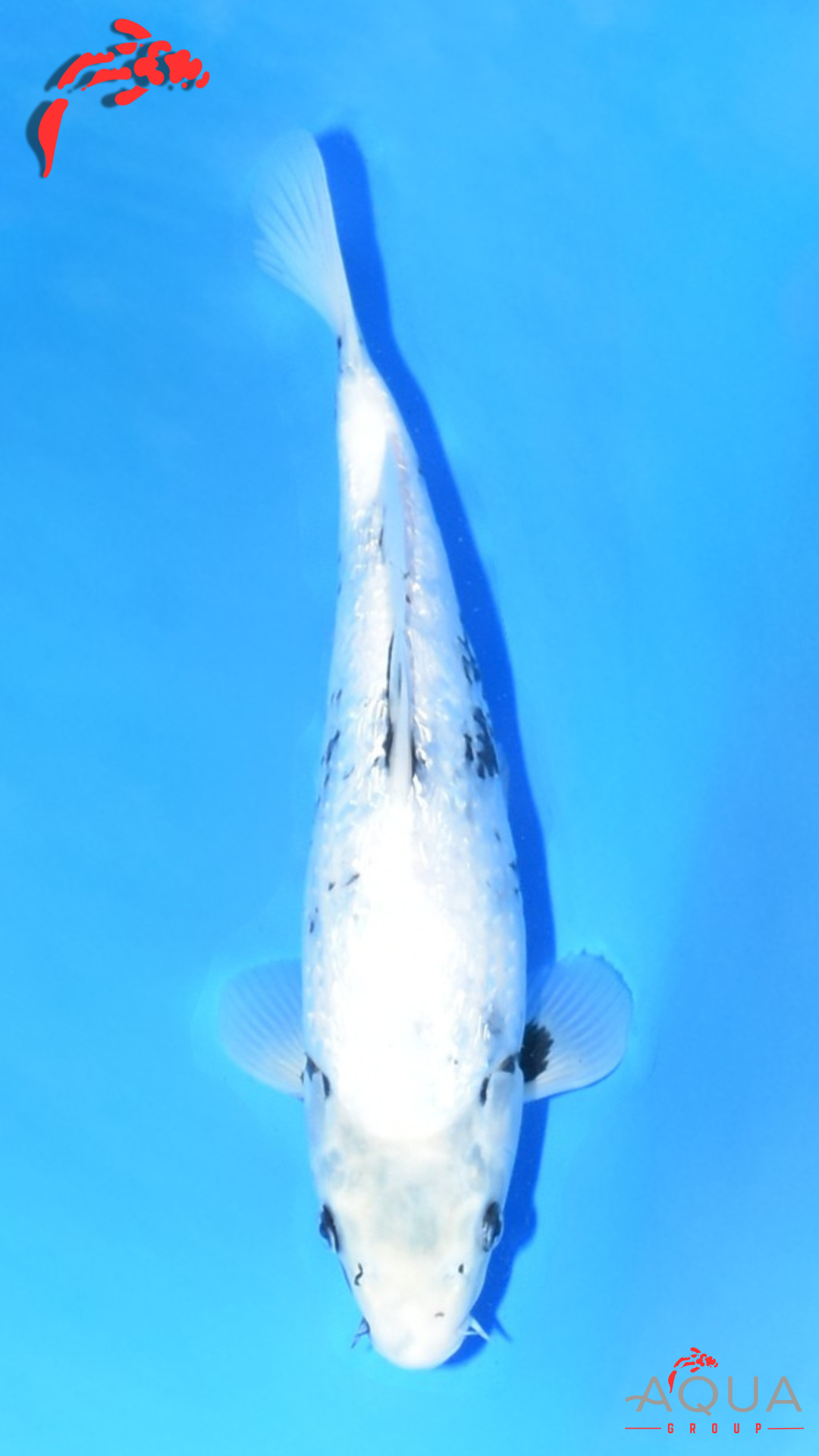 Gin Rin Shiro Utsuri - Okawa - Tosai - Certificated #10