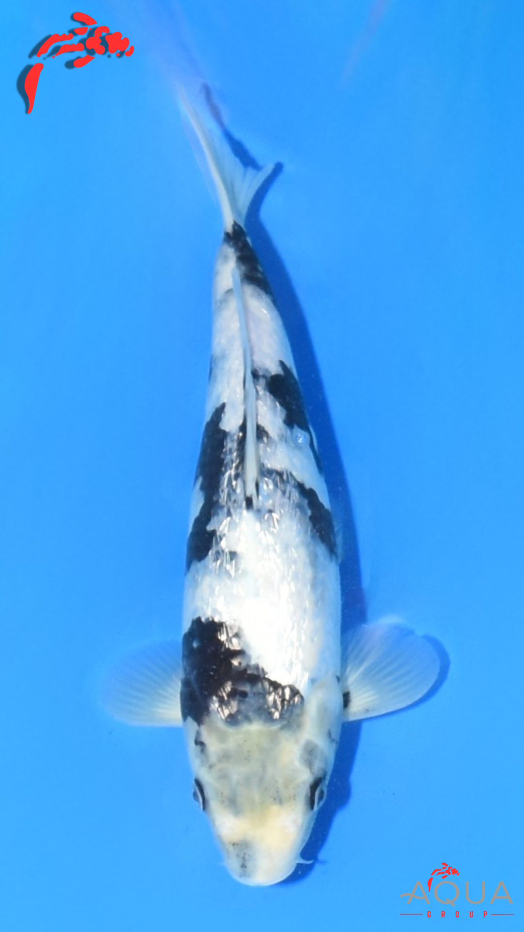 Gin Rin Shiro Utsuri - Okawa - Tosai - Certificated #13