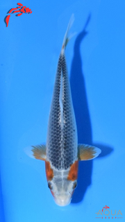 Mixed - Asagi - Marudo - Tosai