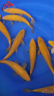 Midorigoi - Beppu - Tosai