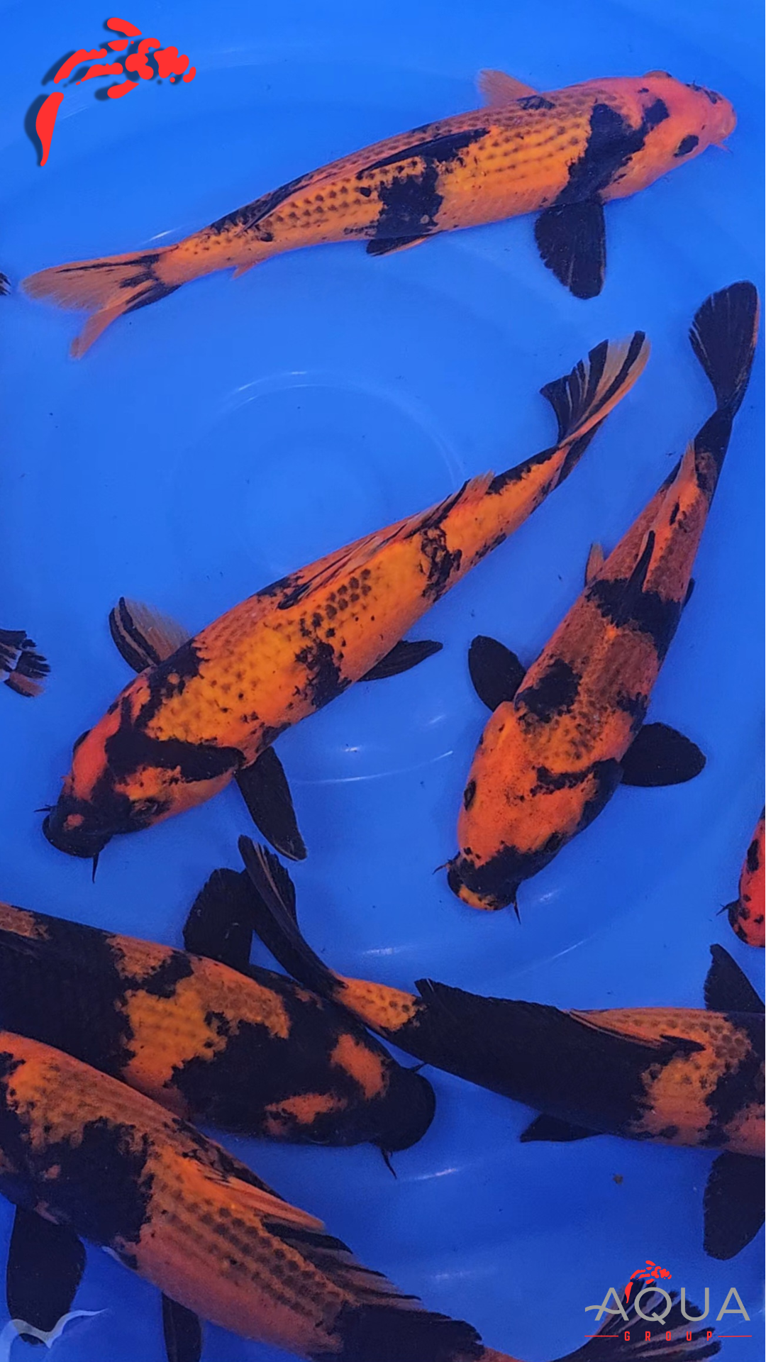 Mixed - Kage Hi Utsuri - Otsuka - Tosai