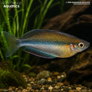 Kali Jakora Rainbowfish - Melanotaenia jakora