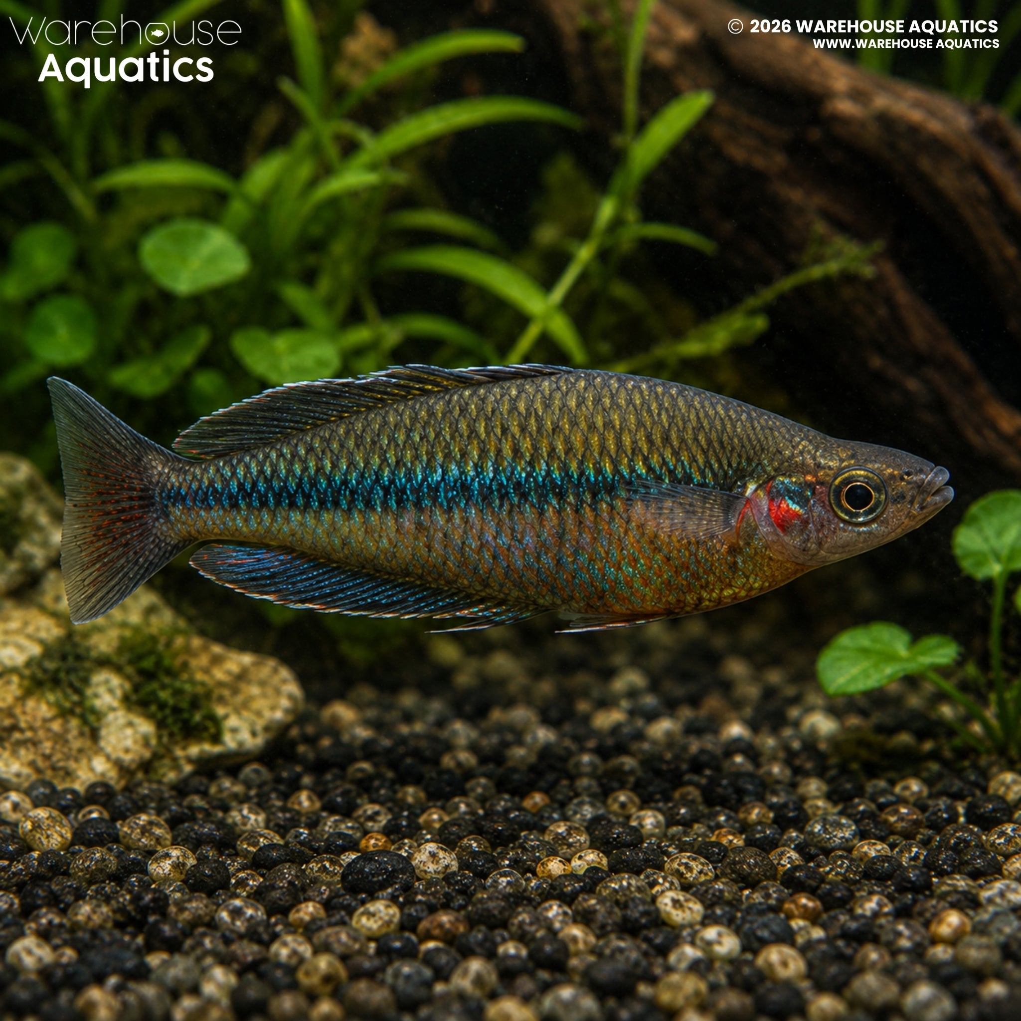 Kali Jakora Rainbowfish - Melanotaenia jakora