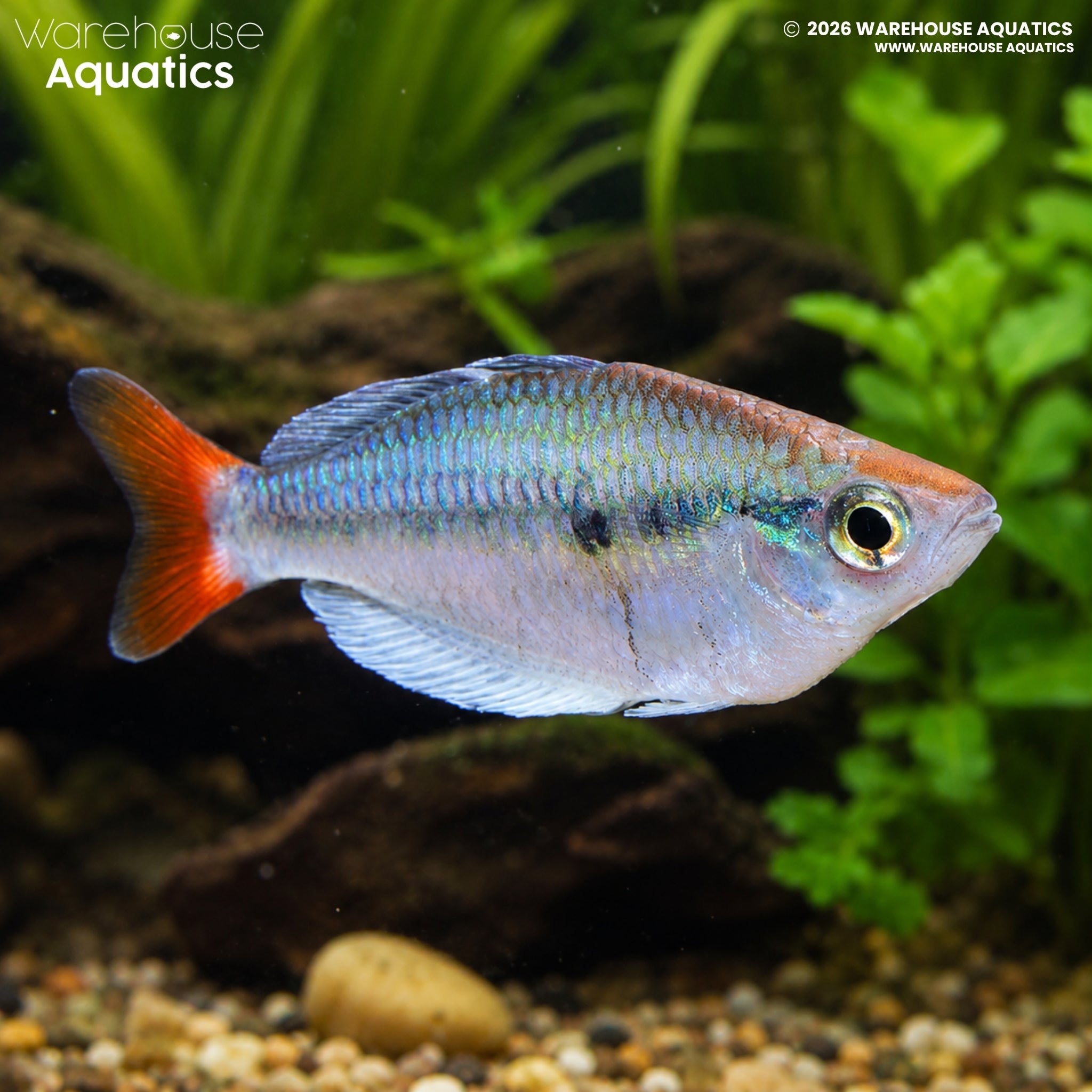 Kali Tawa Rainbowfish - Melanotaenia Sp. "Kali Tawa"
