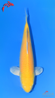 Karashigoi - Ogata (KONISHI Blood) - Jumbo Tosai #01