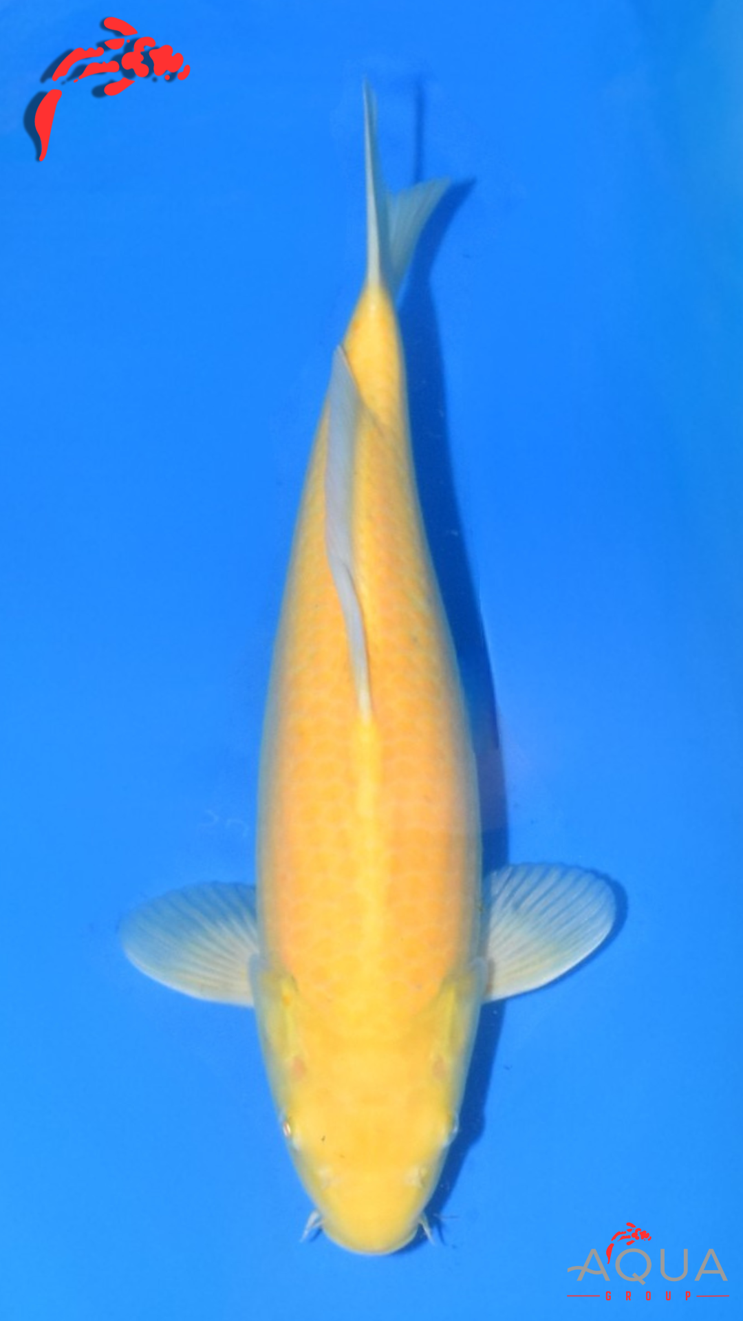 Karashigoi - Ogata (KONISHI Blood) - Jumbo Tosai #03