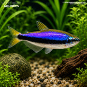 Kerri tetra - Impaichthys kerri