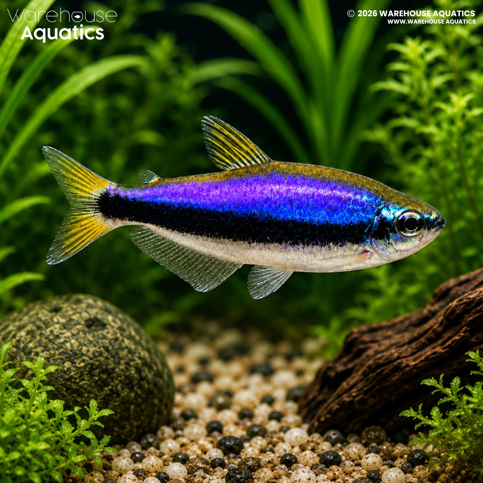 Kerri tetra - Impaichthys kerri