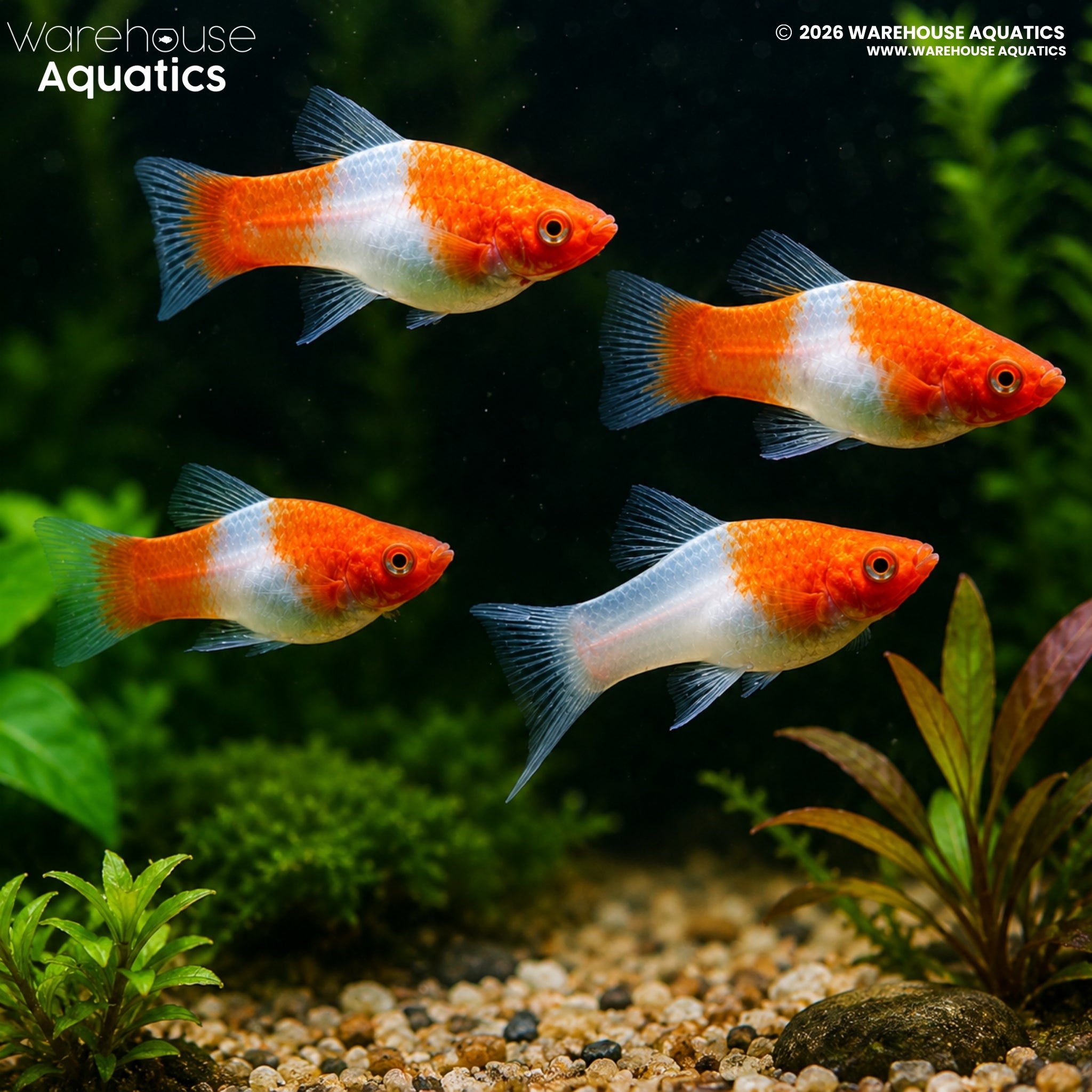 Kohaku Swordtail - Xiphophorus helleri