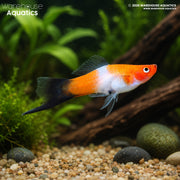 Kohaku Wag Swordtail - Xiphophorus hellerii