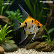 Koi Angelfish - Pterophyllum scalare