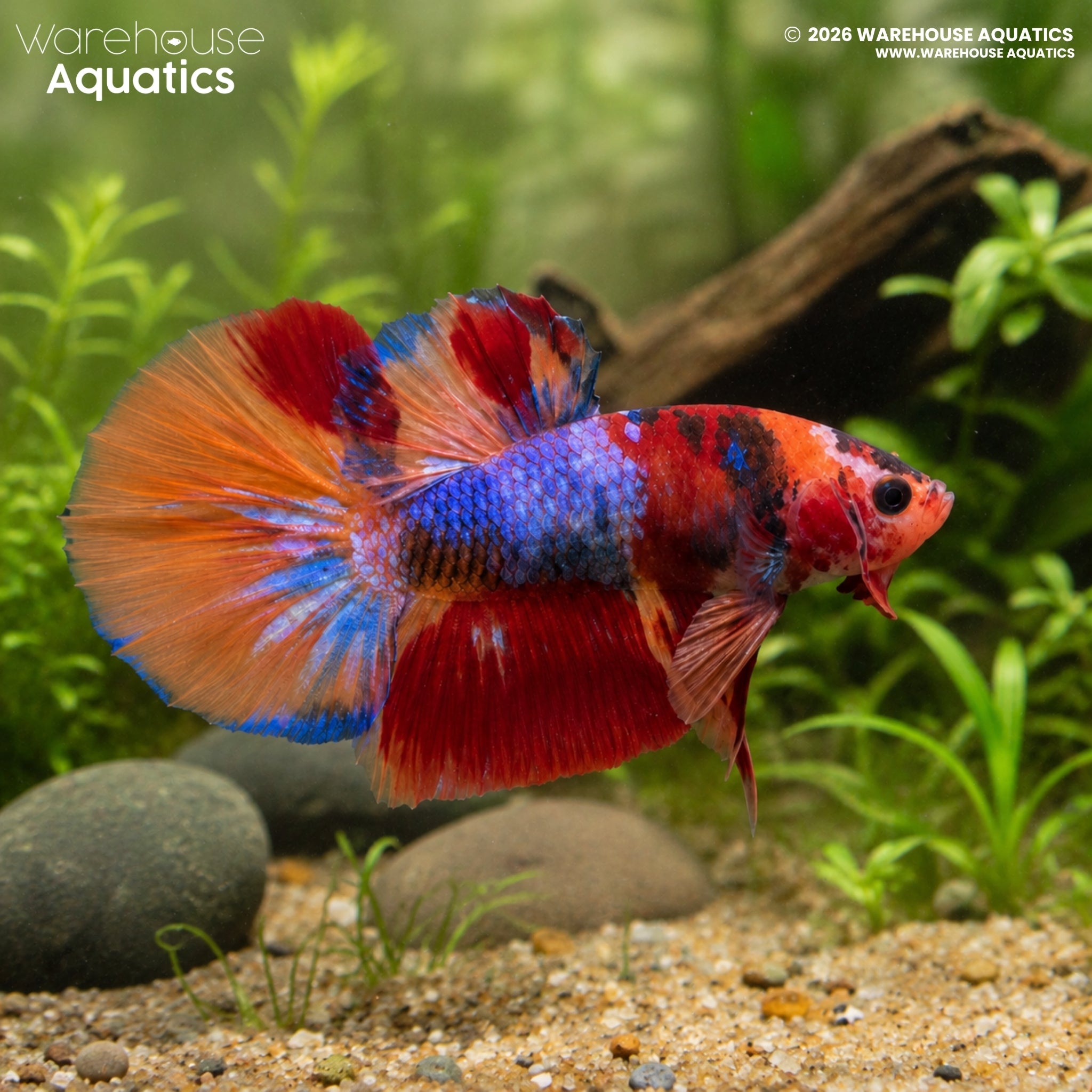 Koi Candy Plakat - Betta splendens #10