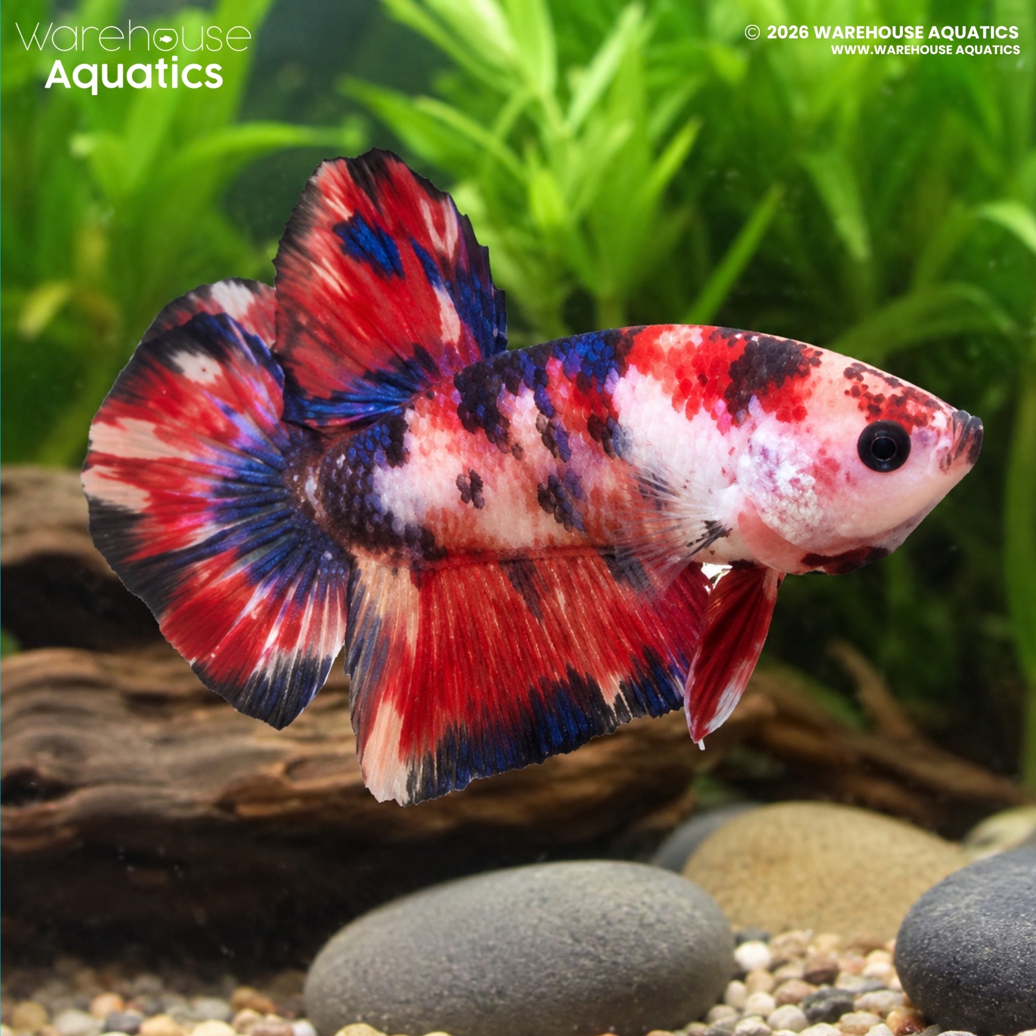 Koi Fire Tail Plakat - Betta splendens #13