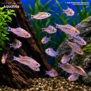 Koi Golden Barb - Barbodes semifasciolatus