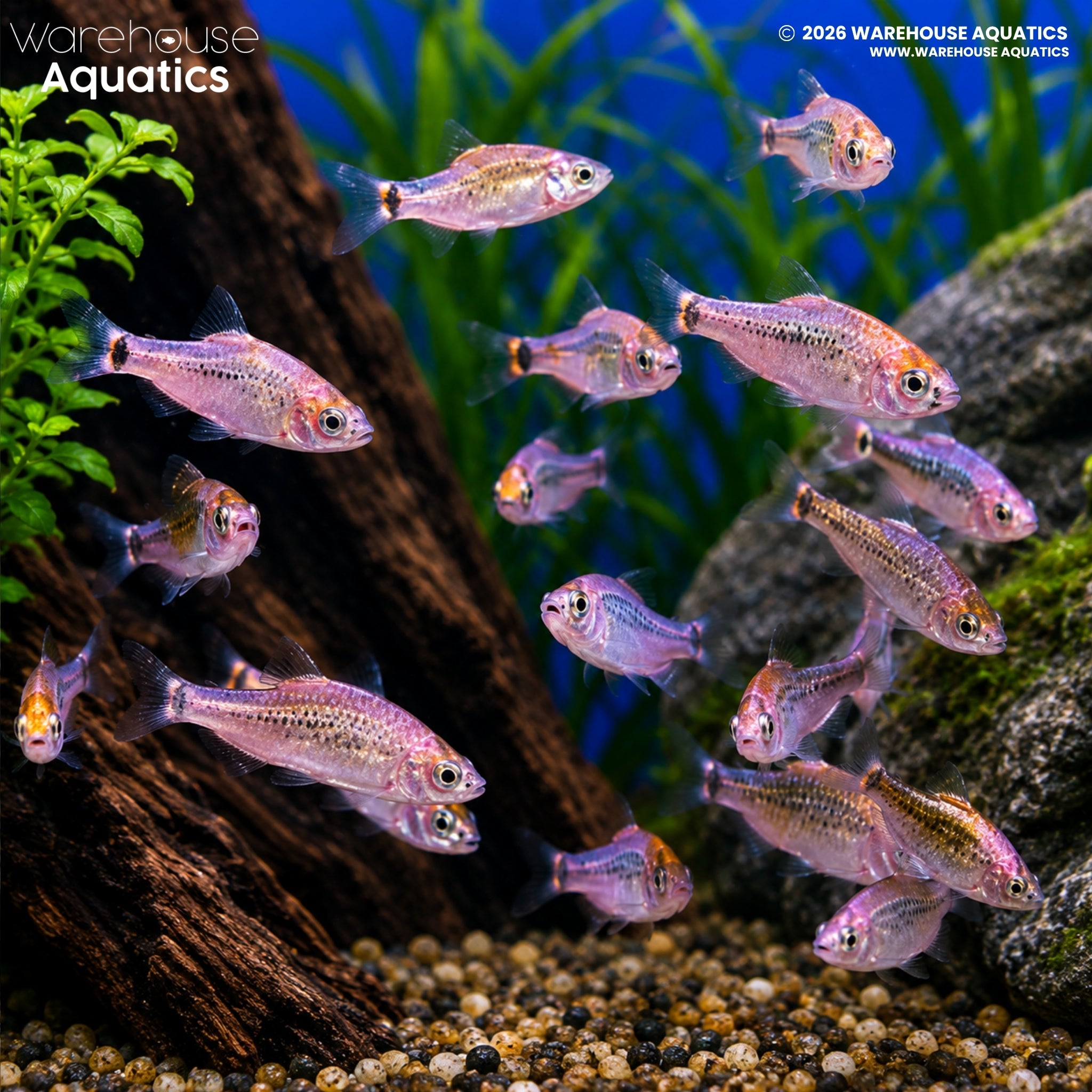 Koi Golden Barb - Barbodes semifasciolatus