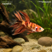 Koi Halfmoon Betta - Betta splendens #1