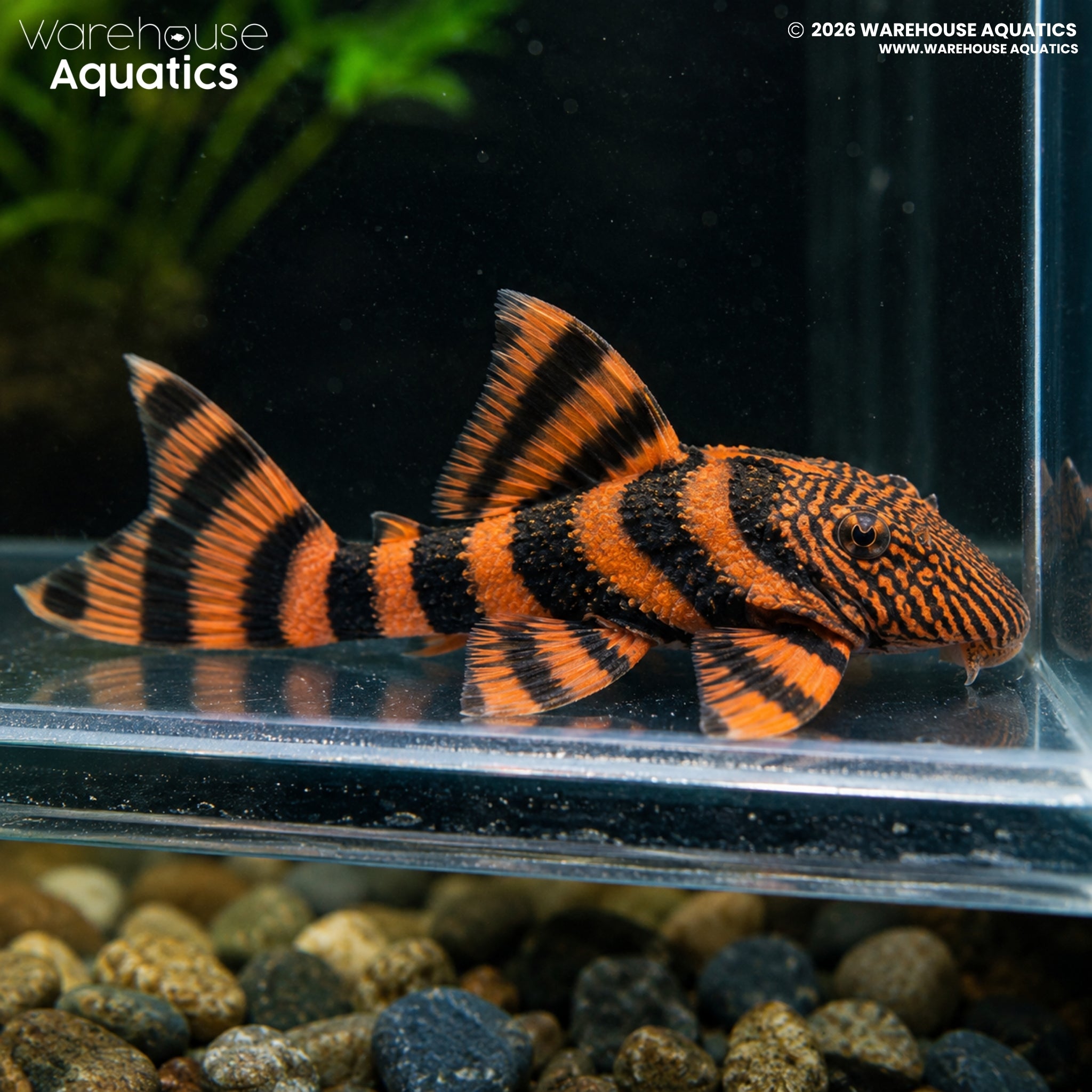 L397 Alenquer Tiger Pleco - Panaqolus Sp.