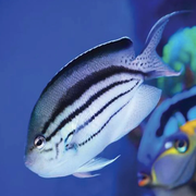 Lamark Angel - Aqua Group