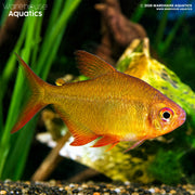 Lemon Tetra-Orange Bolivian - Hyphessobrycon pulchripinnis