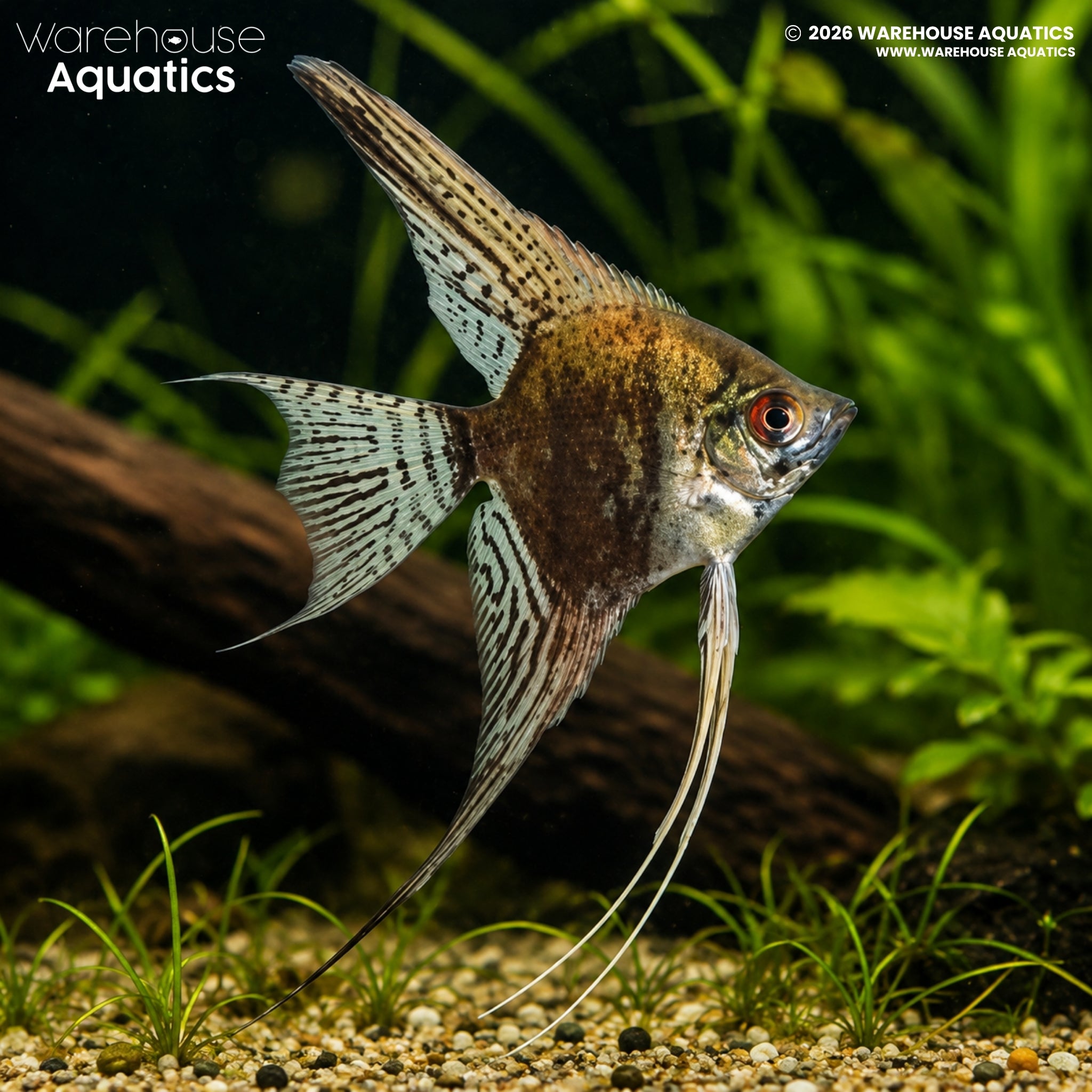 Leopard Angelfish - Pterophyllum scalare