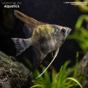Leopard Angelfish - Pterophyllum scalare