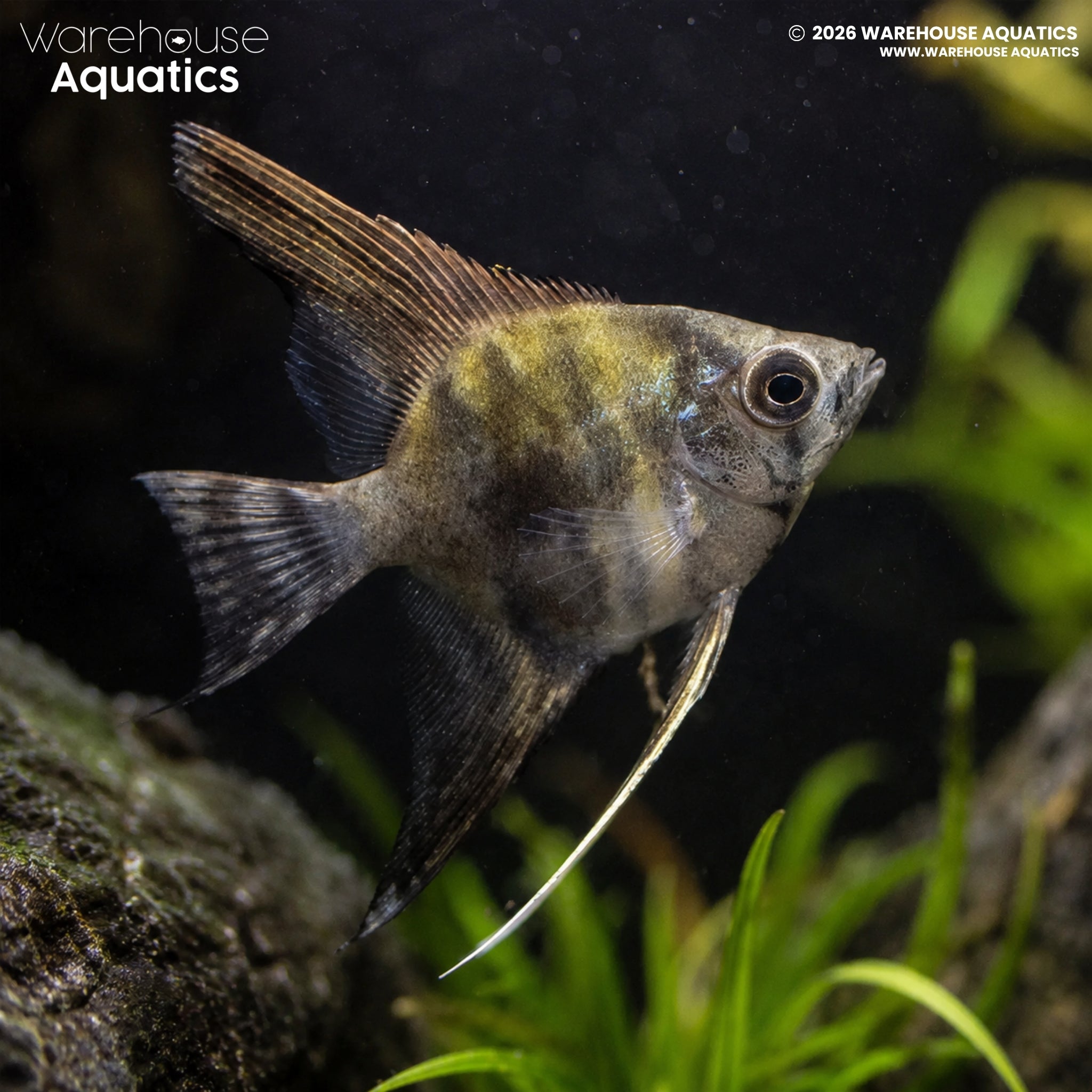 Leopard Angelfish - Pterophyllum scalare
